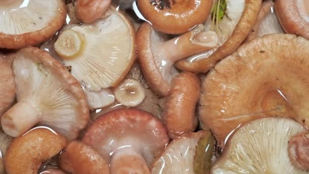 O cogumelo fresco e recém-colhido em Espoo Finlândia — Vídeo de Stock