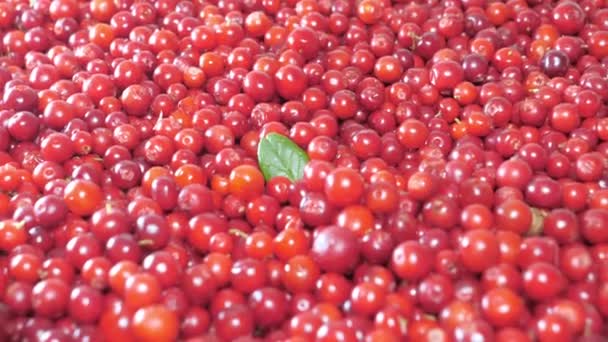 Bladen på cowberry i Esbo Finland — Stockvideo