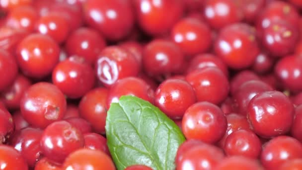 Как выглядят красные ягоды в финском городе Эспоо — стоковое видео