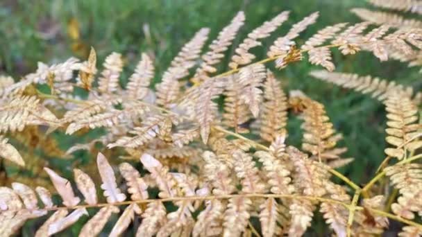 Olhar mais atento das folhas de outono das plantas de samambaia em Espoo Finlândia — Vídeo de Stock