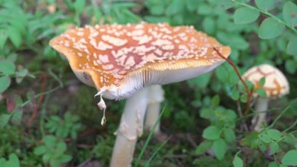 Bližší pohled na houbu ploché hlavy — Stock video