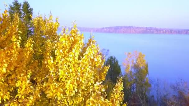 Die Spitze der Bäume am Seeufer in Finnland — Stockvideo