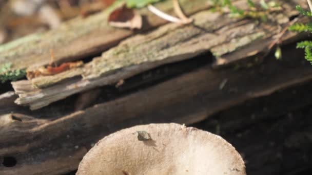 Um cogumelo de cor vermelha na floresta em Espoo Finlândia — Vídeo de Stock