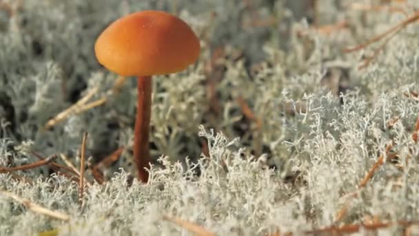 Маленькие апельсиновые грибы Cladina в Эспоо, Финляндия — стоковое видео