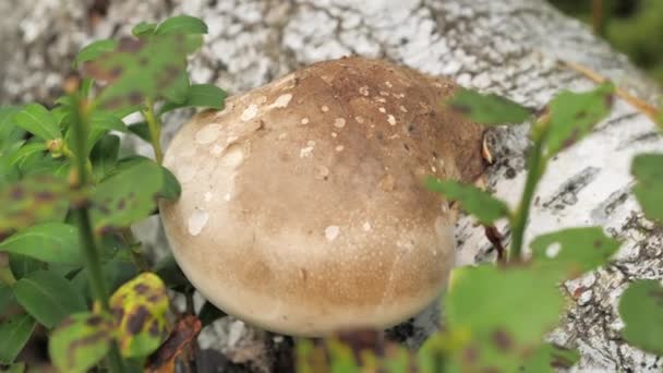 핀란드에 있는 썩어 가는 나무 위에 있는 커다란 버섯 그루터기 — 비디오