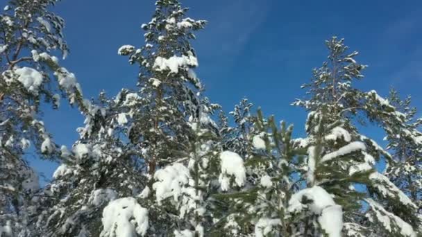 Κοντινό drone πλάνο ενός χιονισμένου κωνοφόρου δάσους στη Φινλανδία. — Αρχείο Βίντεο