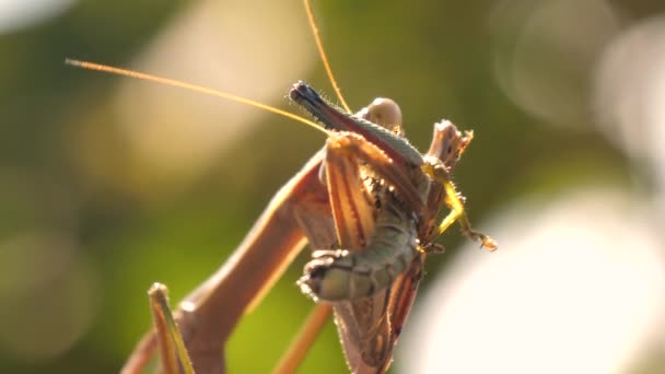 Un regard plus attentif sur la sauterelle mangée par la mante au Japon — Video