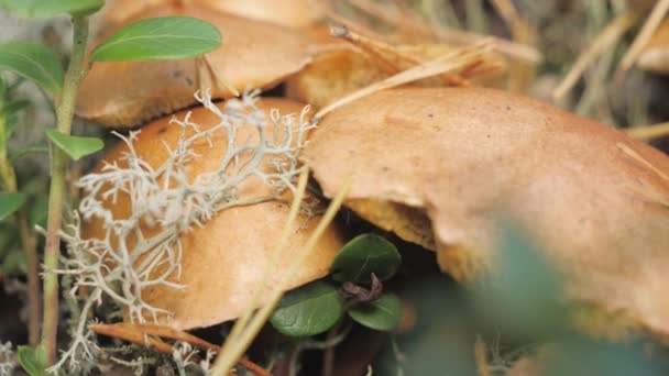O rebanho de cogumelos no chão da floresta em Espoo Finlândia — Vídeo de Stock
