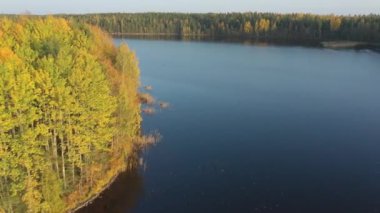 Saimaa Gölü 'nün kenarındaki ağaçların yukarıdan görünüşü.