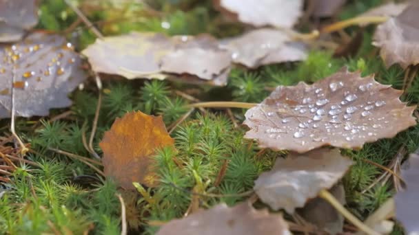 Las gotas de rocío en las hojas marrones en el suelo.4k — Vídeo de stock