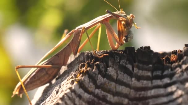 Το καφέ mantis religiosa μασουλάει την ακρίδα στην Ιαπωνία — Αρχείο Βίντεο