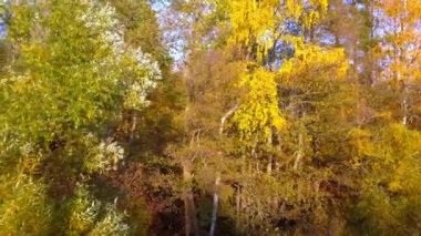 Ağaçların portakal yapraklarına daha yakından bak.