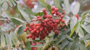 Bahçedeki Ashberry bitkisinin kırmızı meyveleri.