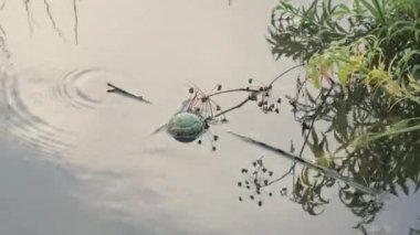 Espoo Finlandiya 'da suyun üzerinde yüzen tenis topu