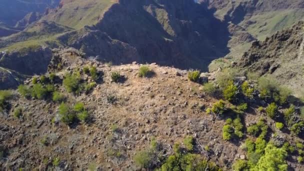 Η πιο κοντινή ματιά των μικρών πράσινων φυτών στο βουνό στην Τενερίφη — Αρχείο Βίντεο