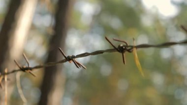 Finlandiya 'da dikenli tellerin keskin kenarlarına yakından bakmak