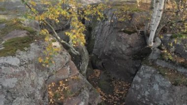 Kayaların ortasındaki ağacın büyük kökleri. 