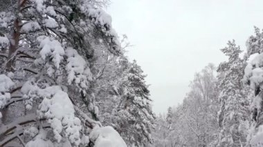 Finlandiya 'da güzel karlı ağaçların hava görüntüsü.