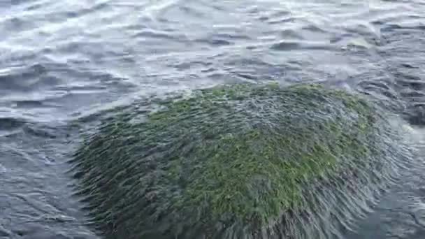 Sahildeki büyük kayalıklardaki yeşil yosunlar — Stok video