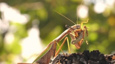 Japonya 'daki Kawaguchiko Tenjozan Parkı' ndaki Mantid dinine yakından bakın.
