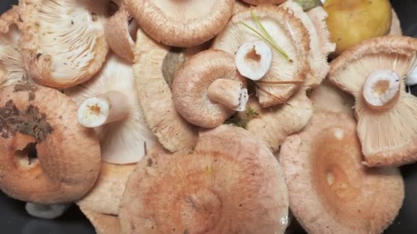 핀란드의 에스 포로에서 수확 한 버섯들의 모습 — 비디오