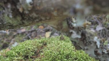 Espoo Finlandiya 'da ağaç gövdesinde büyüyen eğreltiotu bitkileri