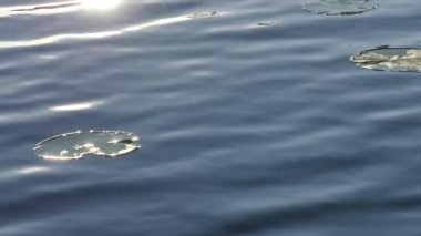 Nilüfer yaprakları Espoo Finlandiya 'daki gölde suyun üzerinde yüzer.