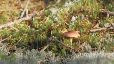 Espoo Finlandiya 'da yerde küçük kahverengi mantarlar var.