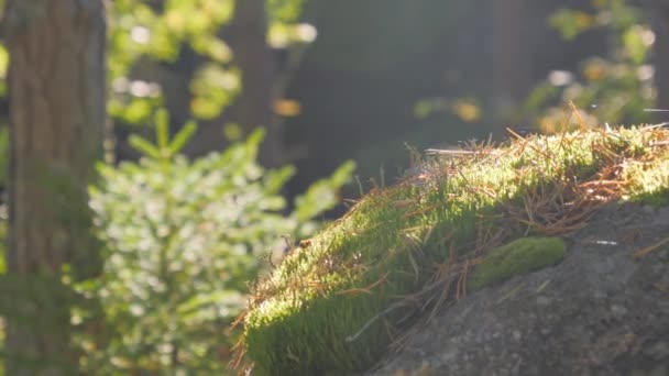 Las diminutas plantas de bayas verdes en el suelo en Espoo Finlandia — Vídeo de stock