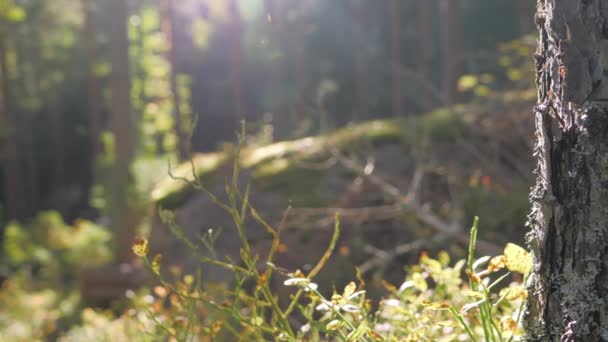 La vista del bosque de reserva natural en Espoo Finlandia — Vídeo de stock