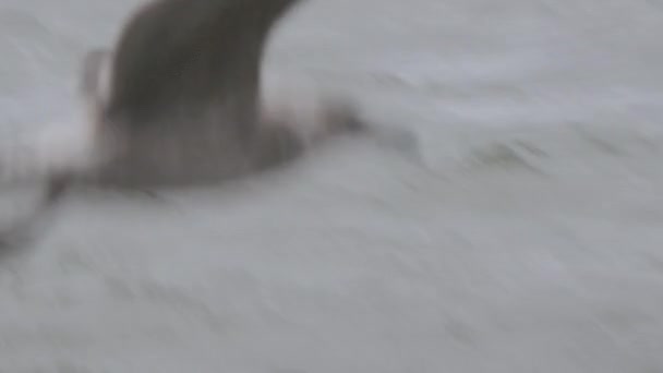 Incrível tiro de gaivotas pairando sobre o mar tempestuoso na Finlândia. — Vídeo de Stock
