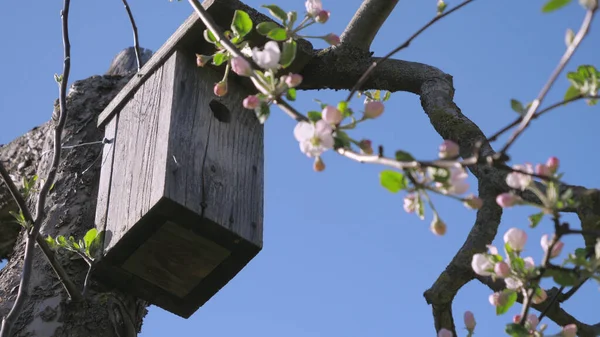 Kırsal ahşap bir kuş evi, narin pembe çiçeklerle süslenmiş bir ağaç dalından sarkıtılır, dingin ve davetkar bir atmosfer yaratır.