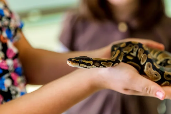 Küçük top Python bir kızın elinde