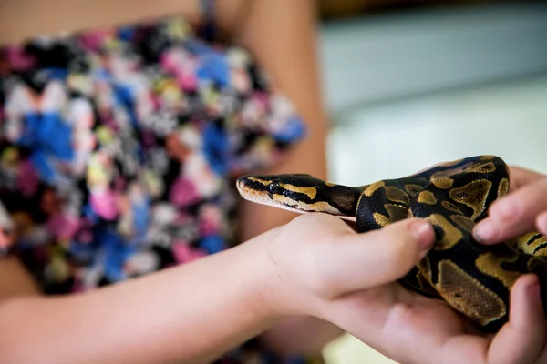 Küçük bir kız tarafından top Python Behing Held