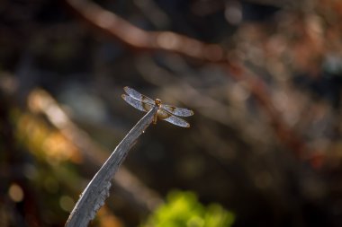Juvenille dul Skimmer