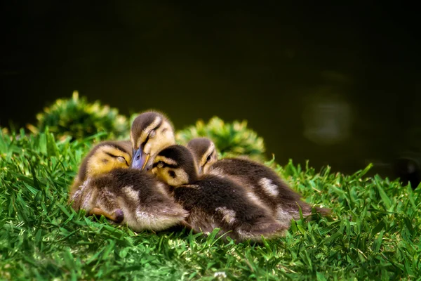 Four Sleepy Ducklings — Stock Photo, Image