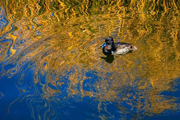 Male Ring-Neck Duck — Stock Photo, Image