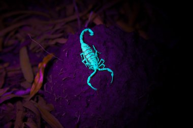 Scorpion Luminescing Claws Forward clipart