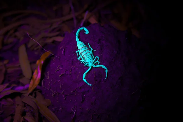 Garras Escorpião Luminescente para a frente — Fotografia de Stock