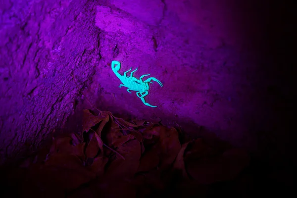 Светящийся скорпион на стене — стоковое фото