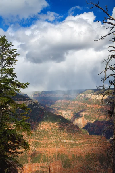 Tempesta sul Grand Canyon visto attraverso gli alberi — Foto Stock