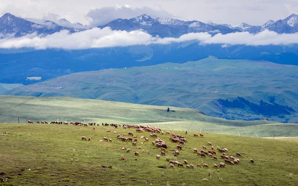 Un gregge di pecore sulle praterie . — Foto Stock