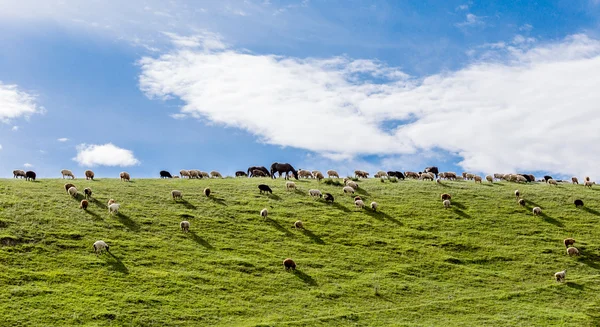 Um rebanho de ovelhas nas pastagens . — Fotografia de Stock