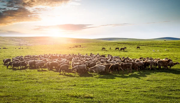 A flock of sheep on the grassland. — Stock Photo, Image