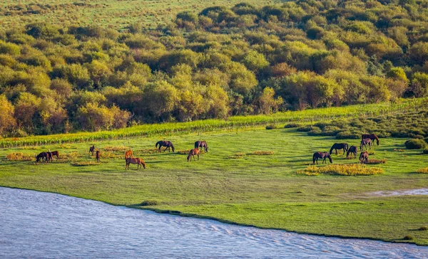 Riverside pastoreio cavalos, paisagem pradaria . — Fotografia de Stock