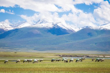 Altında kar dağ, mera Plato üzerinde flock.