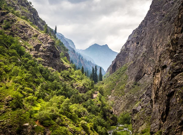 Гірські долини вкриті рослинністю в хмарах . — стокове фото