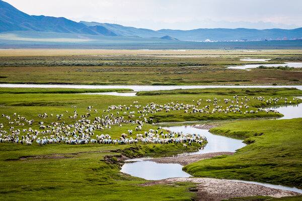Стадо овец на лугу
.