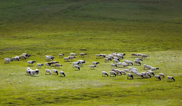 O turmă de oi pe păşune . — Fotografie, imagine de stoc