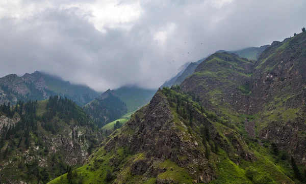 Гірські долини вкриті рослинністю в хмарах . — стокове фото